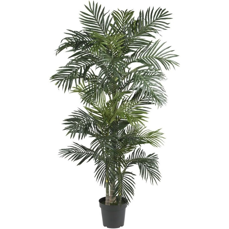 6.5FT Golden Cane Palm Tree