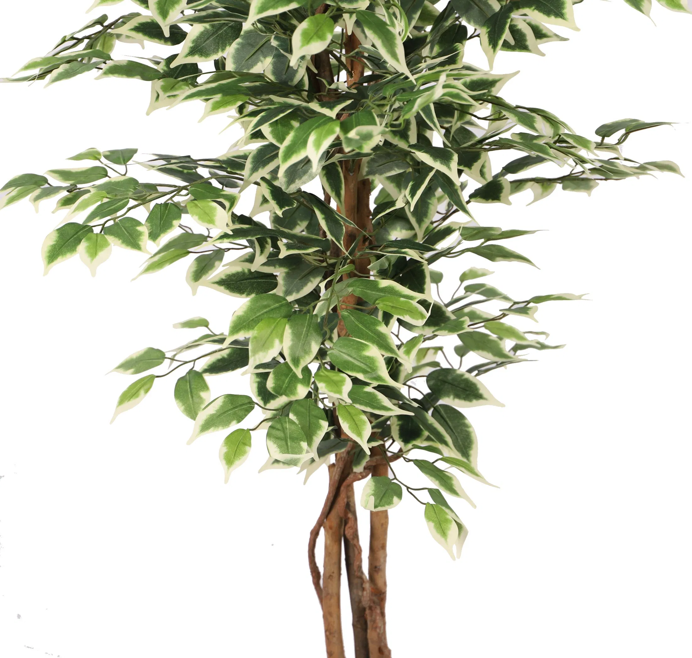 Banyan Plant with Wood Trunk