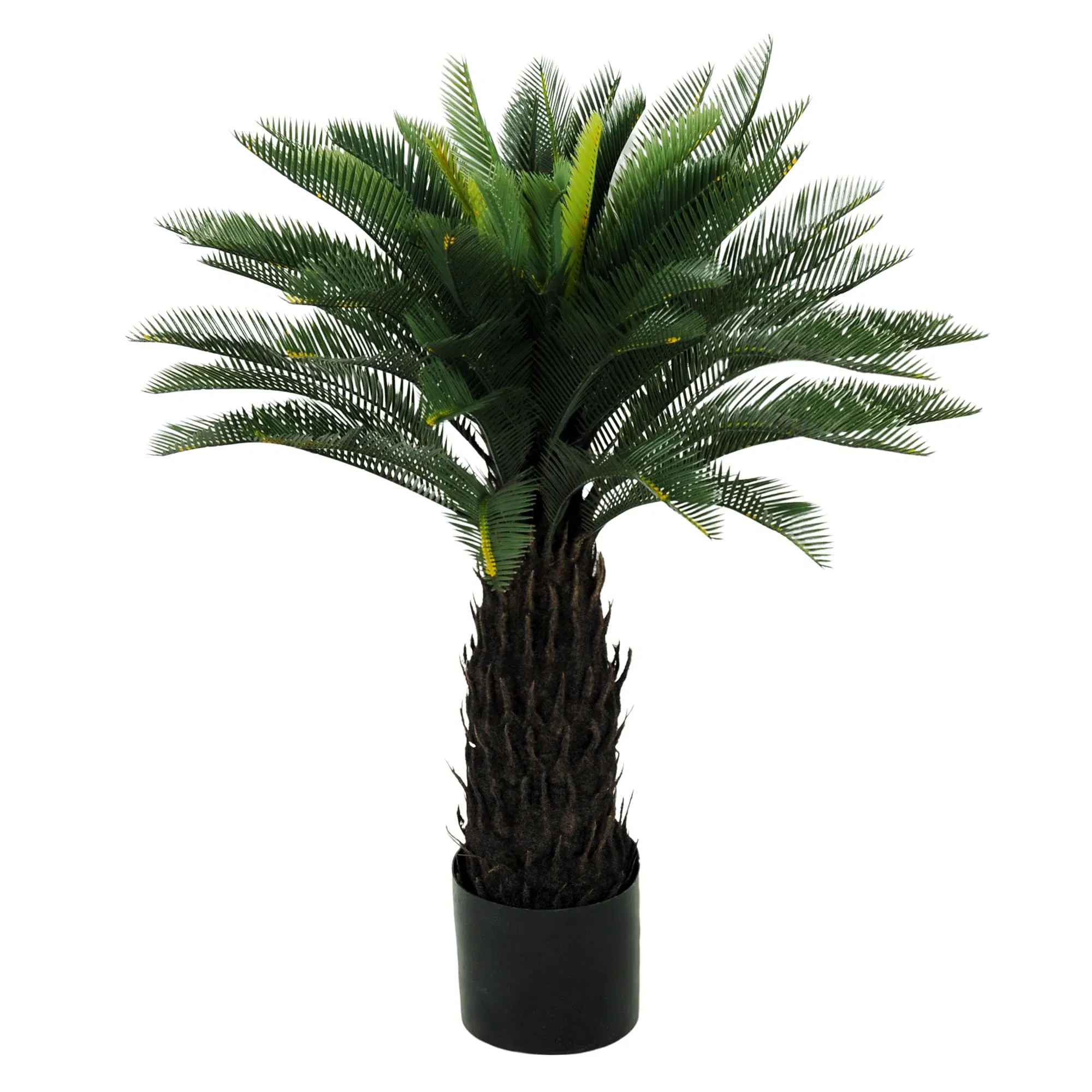 Cycas Palm Tree 3FT Potted