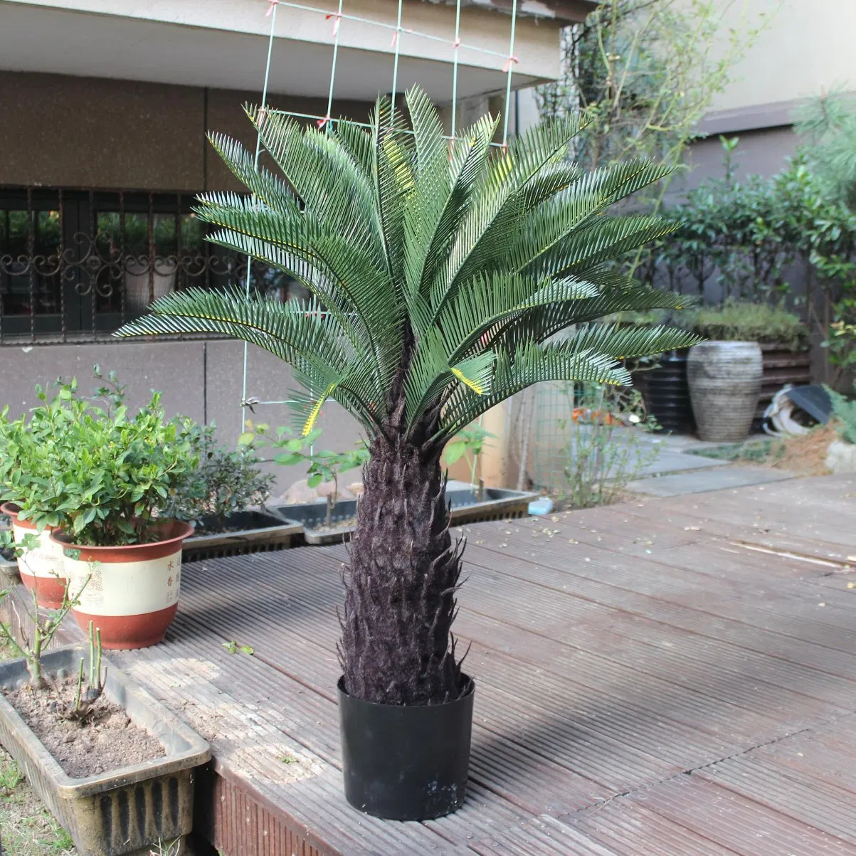 Cycas Palm Tree 3FT Potted
