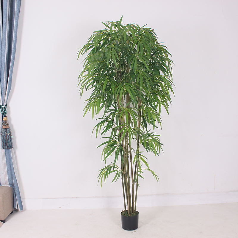 Indoor Lucky Bamboo Plant