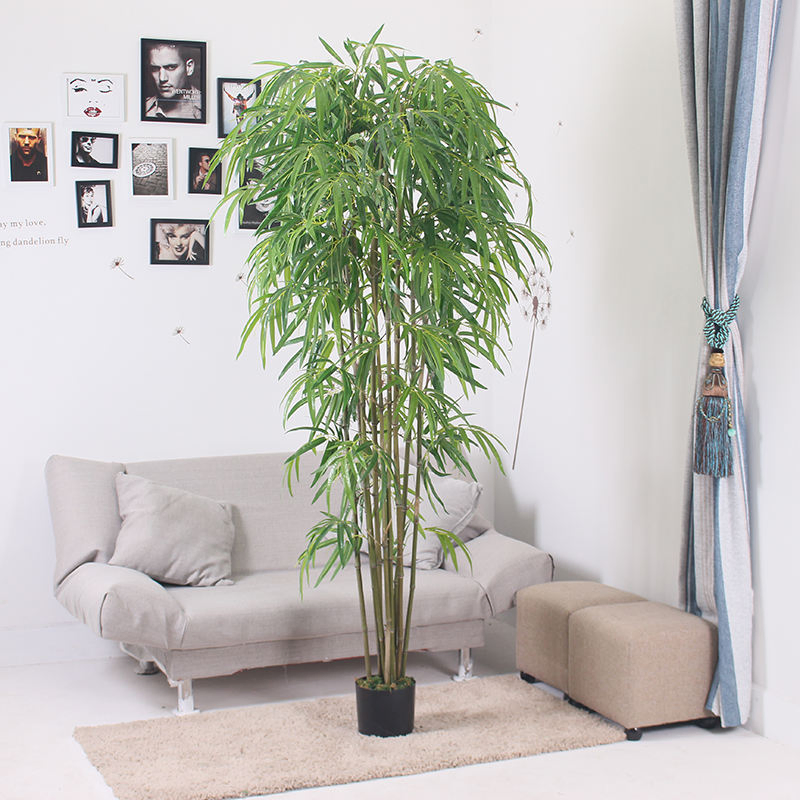 Indoor Lucky Bamboo Plant