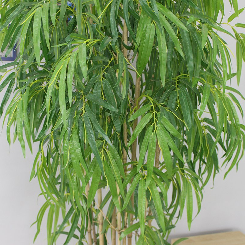 Indoor Lucky Bamboo Plant