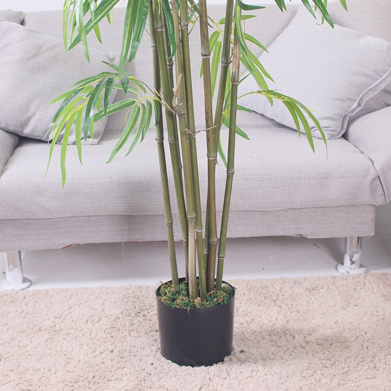 Indoor Lucky Bamboo Plant