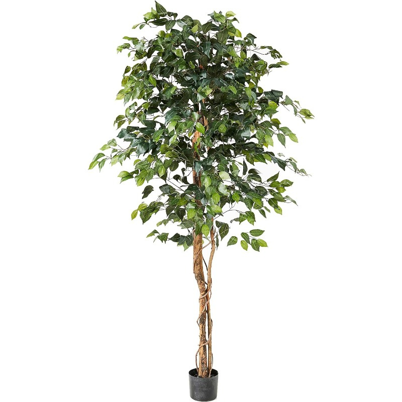 Natural Ficus Silk Tree