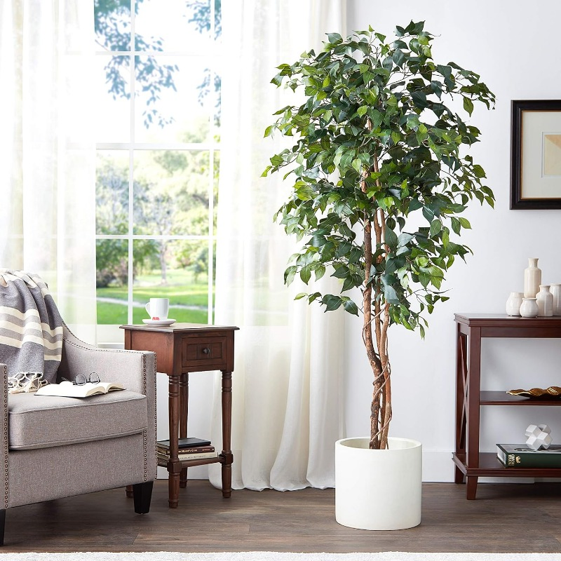 Natural Ficus Silk Tree