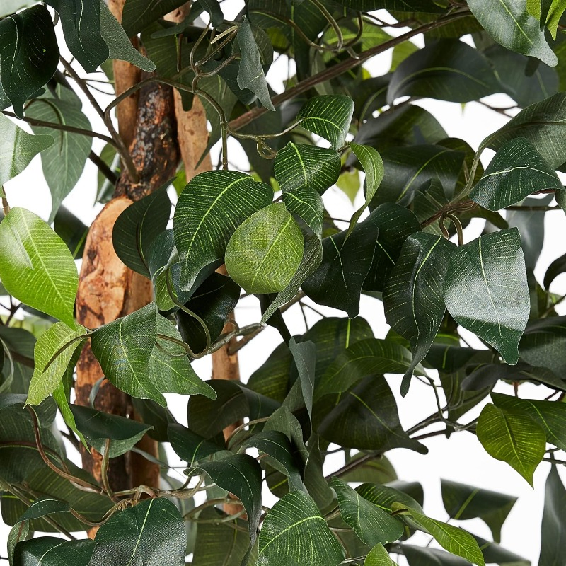 Natural Ficus Silk Tree