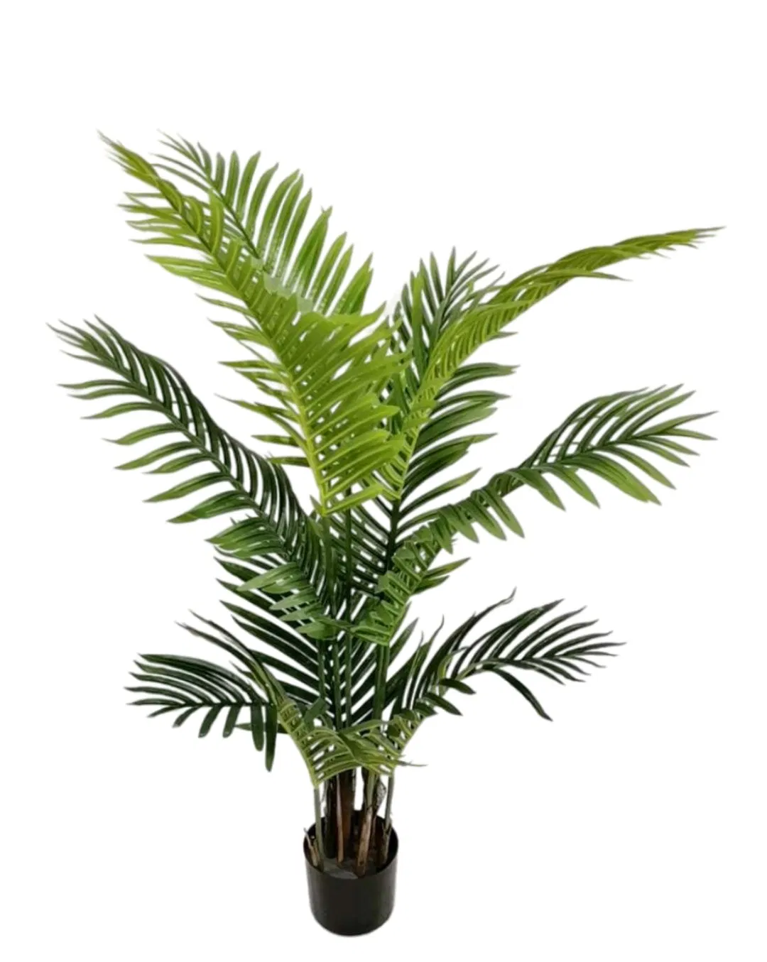 Ornamental Potted Palm Tree
