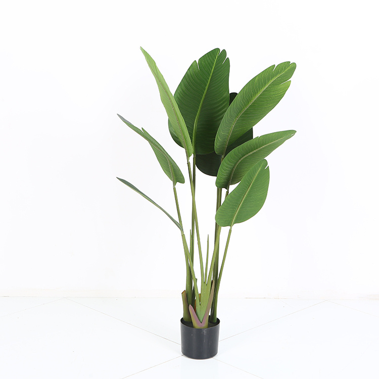 Ravenala Traveller Palm Tree