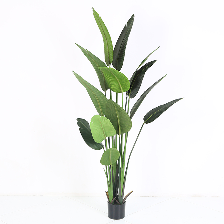 Ravenala Traveller Palm Tree