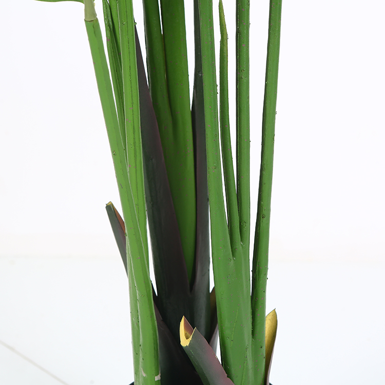 Ravenala Traveller Palm Tree
