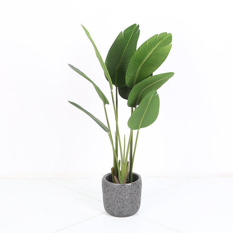 Ravenala Traveller Palm Tree